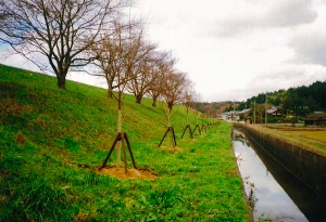 信濃川大河津分水路堤防の桜並木の保全活動。