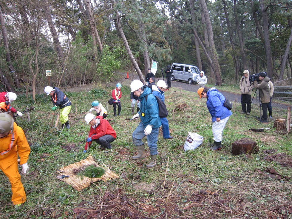 当委員会の事業を活用し、新潟県産抵抗性クロマツが初めて植栽されました。