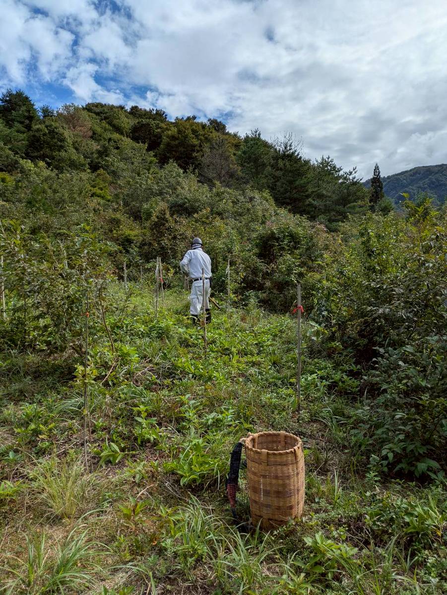 植樹場所の草刈り