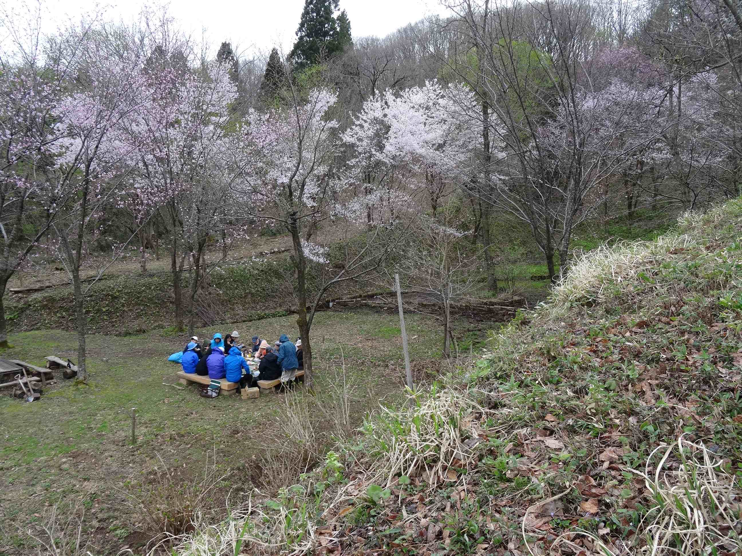 曇り空　静かなお花見