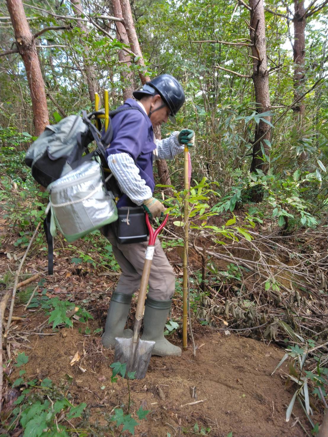 植樹場所の穴掘