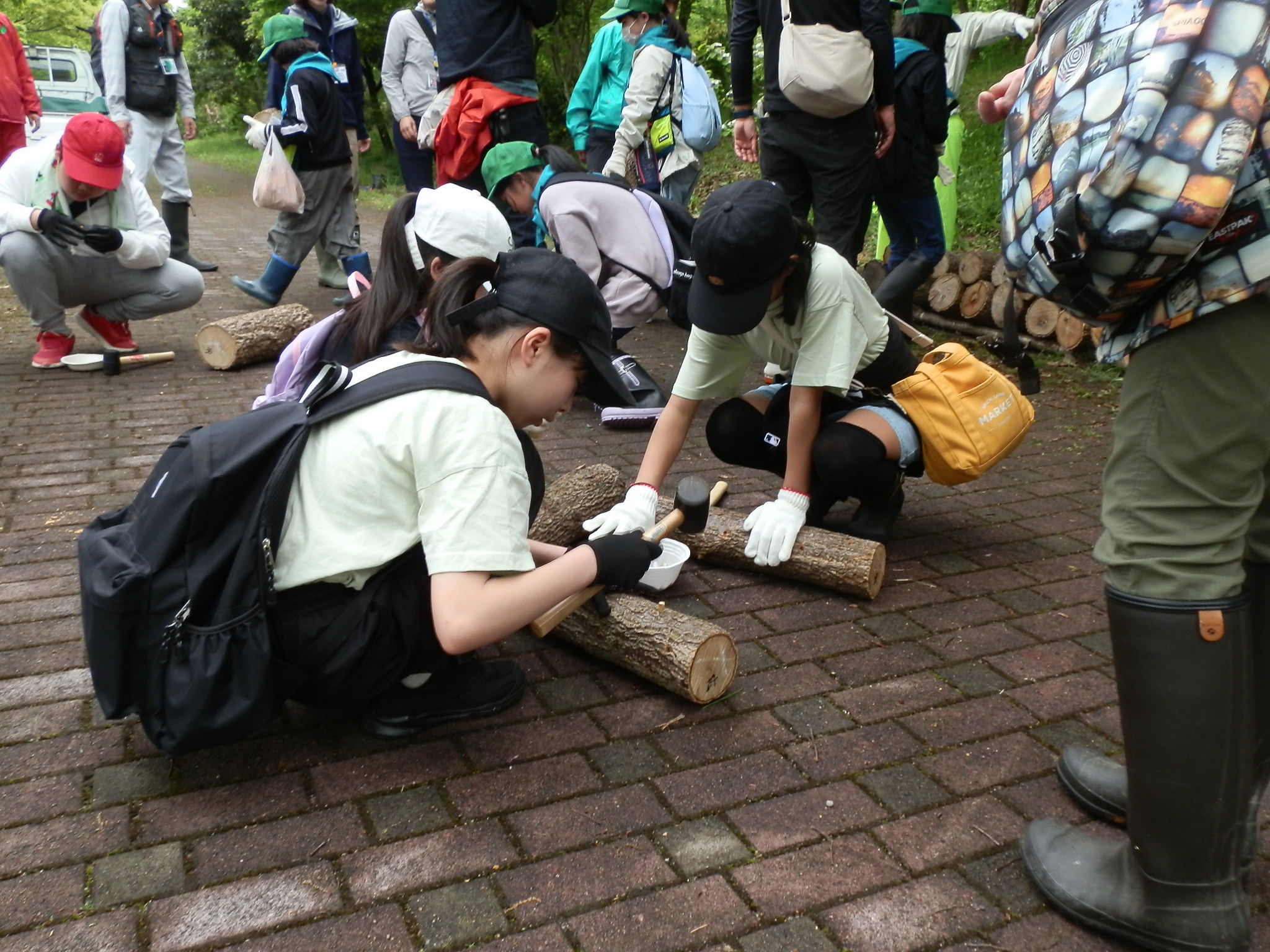 ５月　椎茸の駒打ち風景