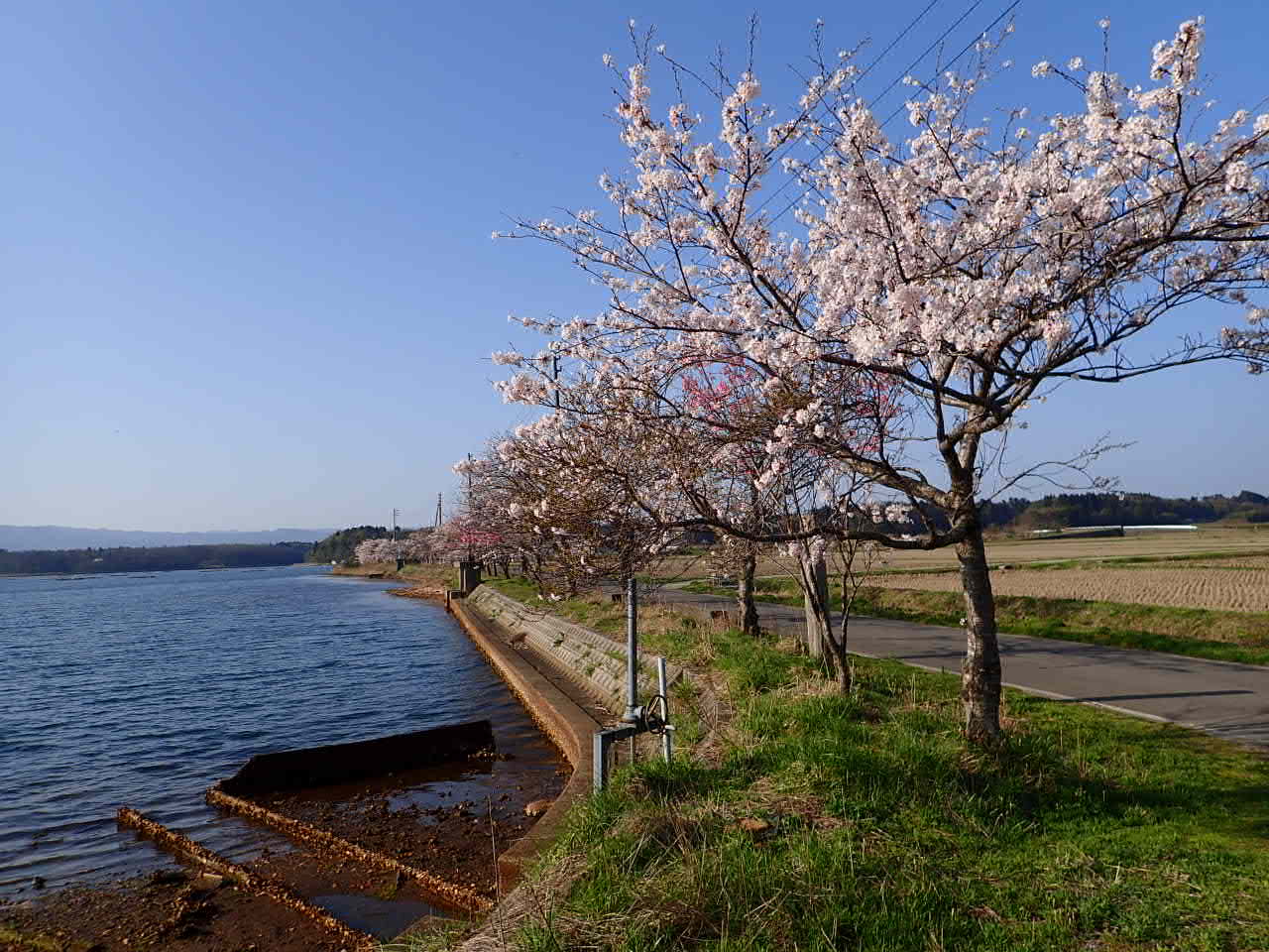 加茂湖畔の桜並木