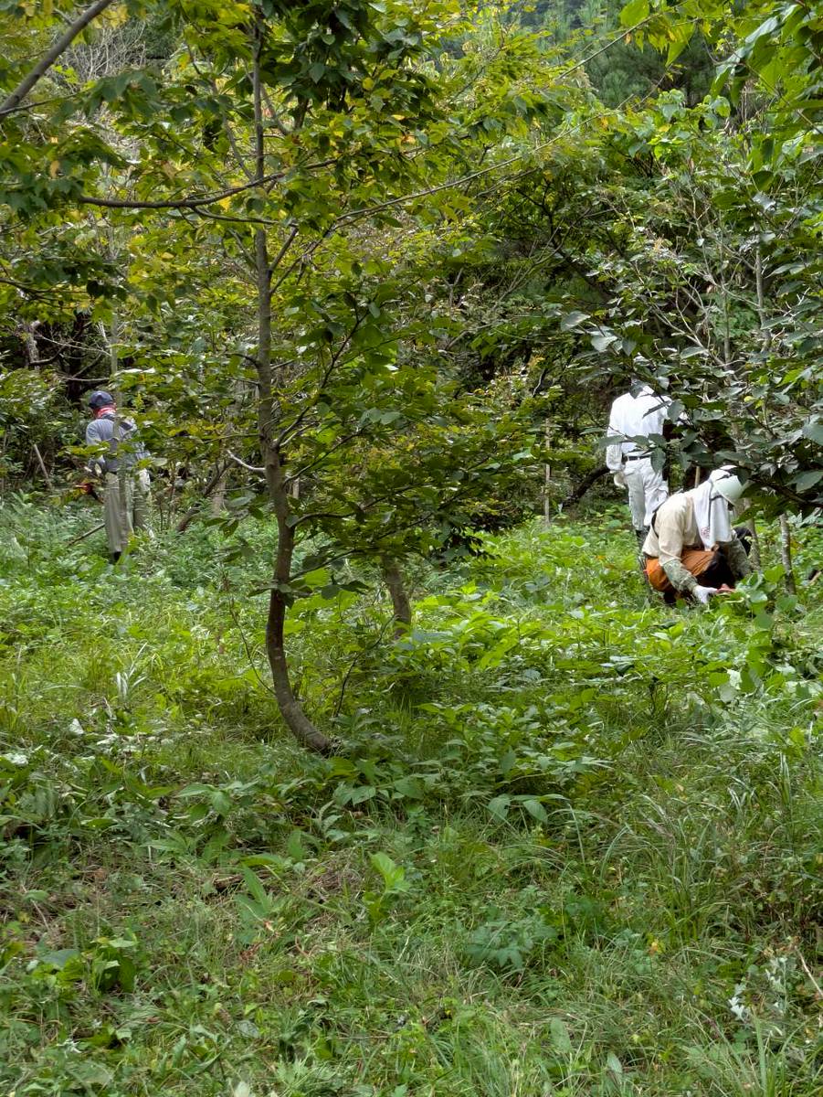 植樹箇所の区画割り