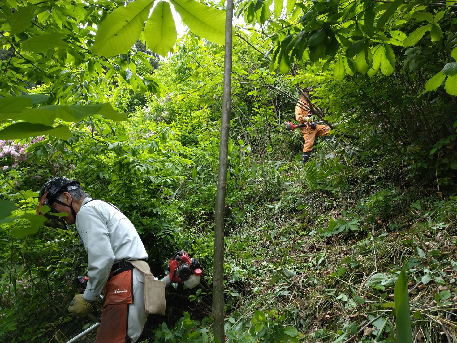 植樹地の下草刈り