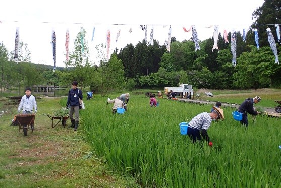 カキツバタ苑の除草